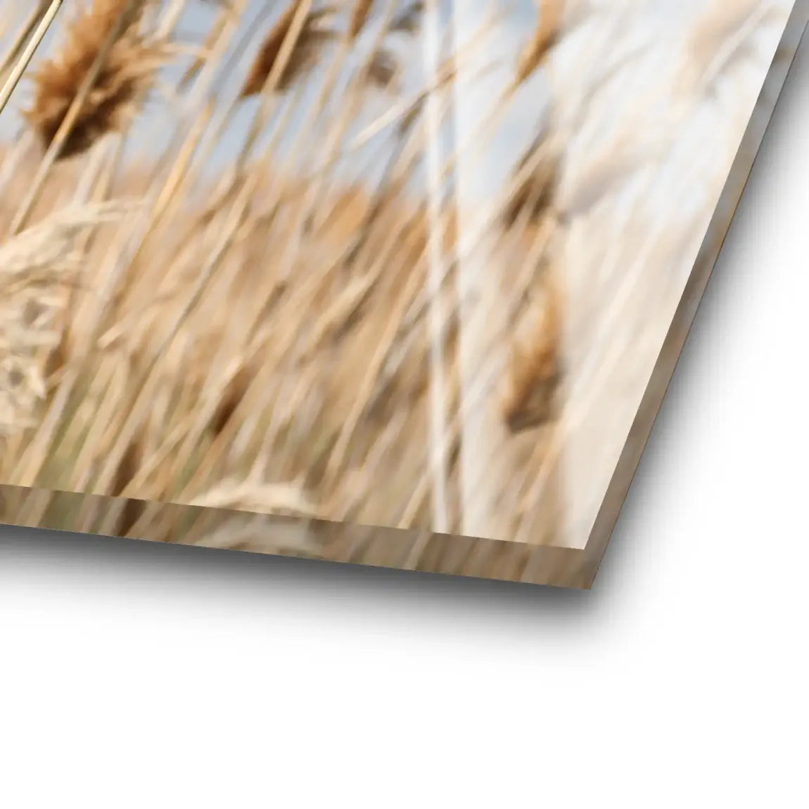 Whispering Reeds Acrylglas Bild - INGALERIE | Dein Onlineshop für moderne Wandbilder