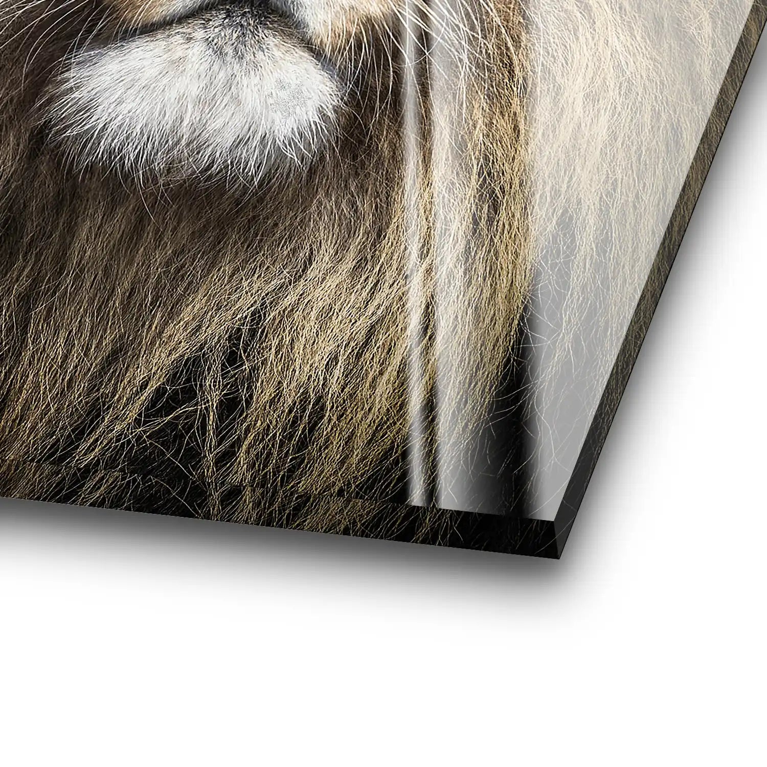 Lion Portrait Acrylglas Bild INGALERIE