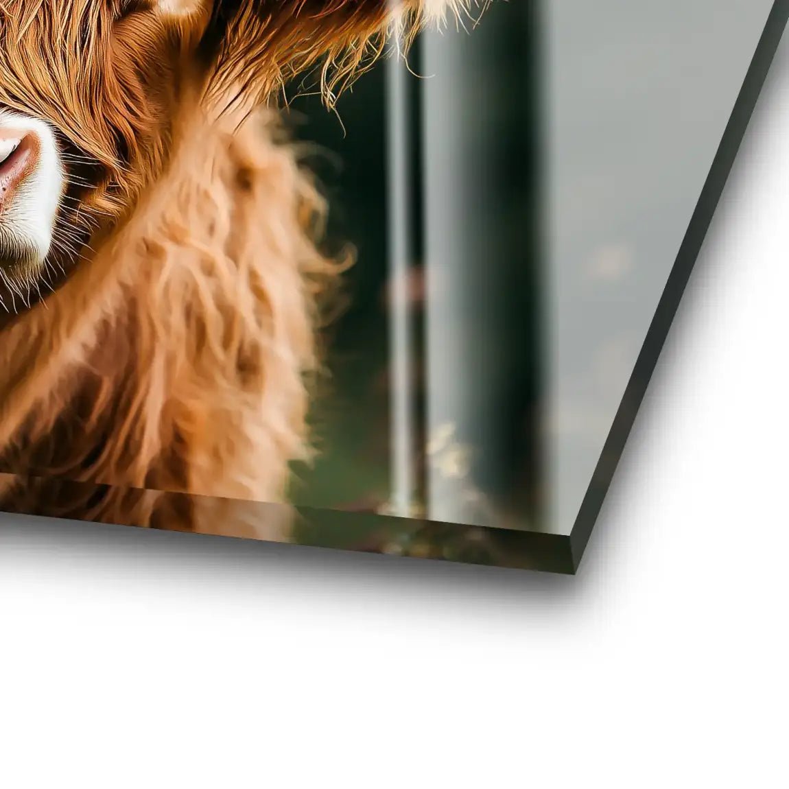 Highland Cow Acrylglas Bild INGALERIE