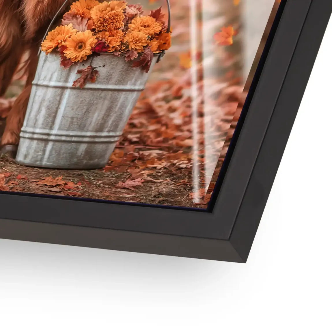 Herbstliebe Highland Acrylglasbild