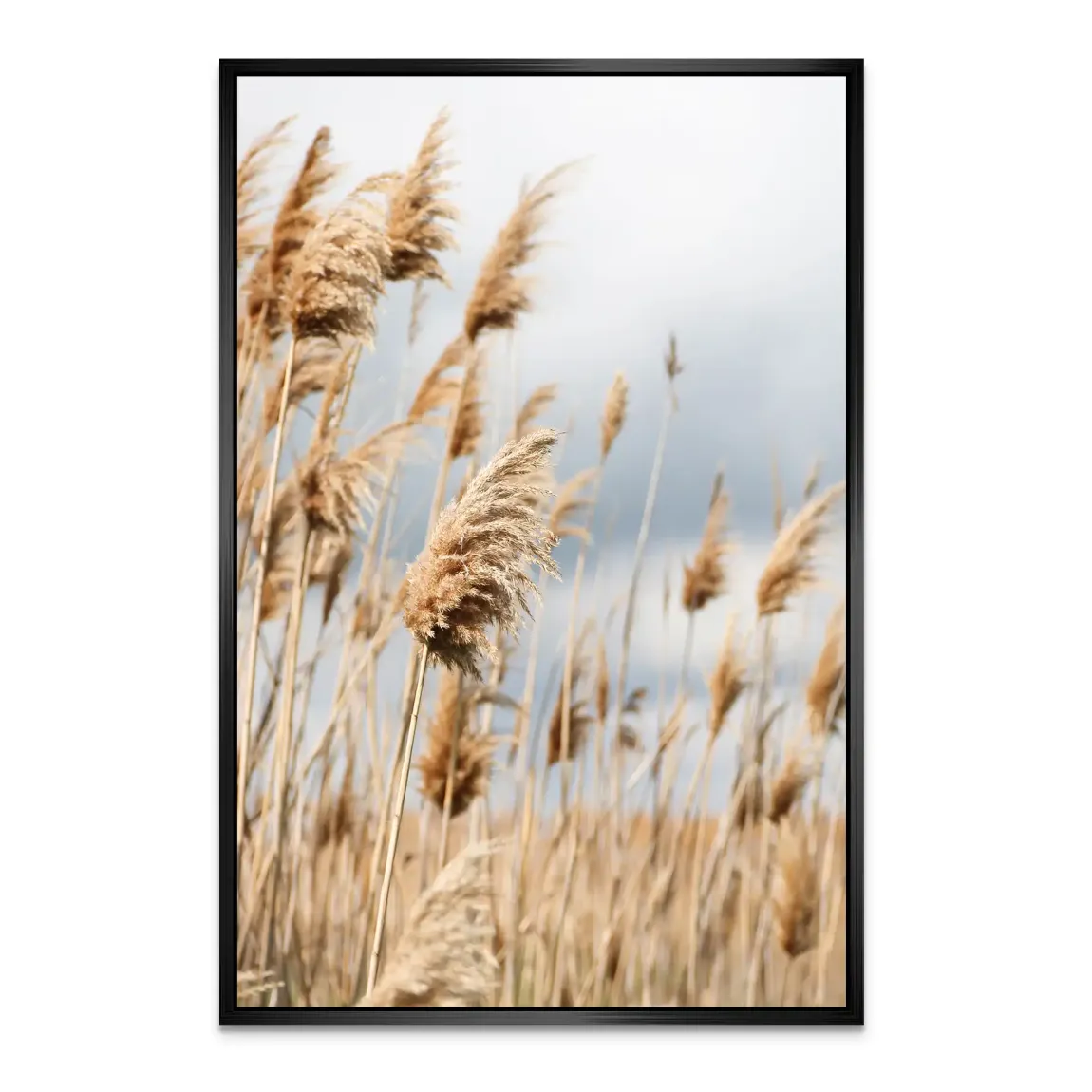 Whispering Reeds Alu Dibond Bild - INGALERIE | Dein Onlineshop für moderne Wandbilder