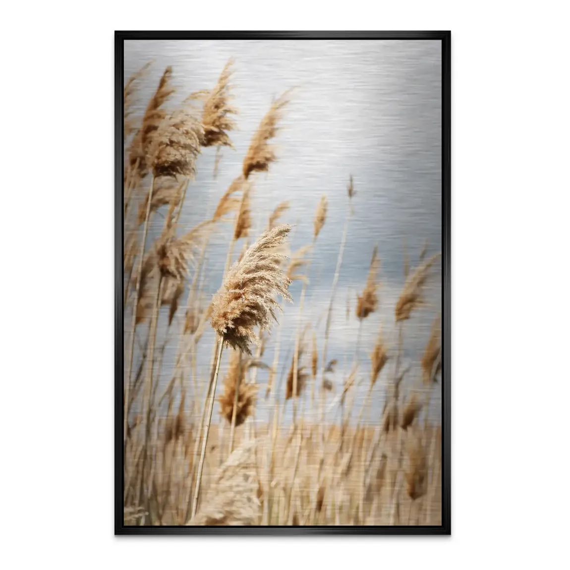 Whispering Reeds Alu Dibond Bild gebürstet - INGALERIE | Dein Onlineshop für moderne Wandbilder