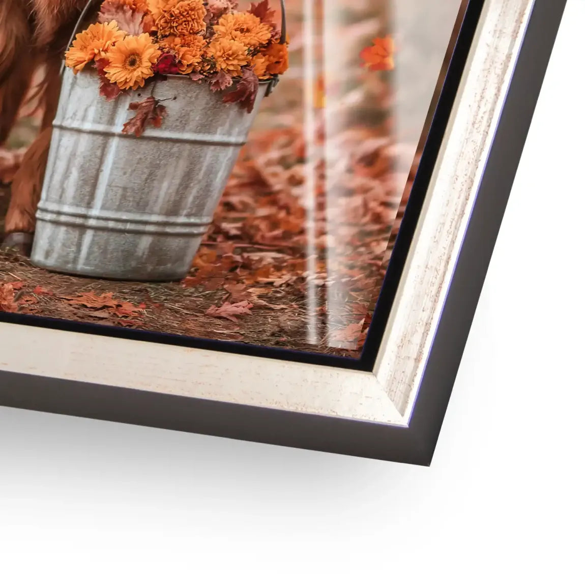 Herbstliebe Highland Acrylglasbild