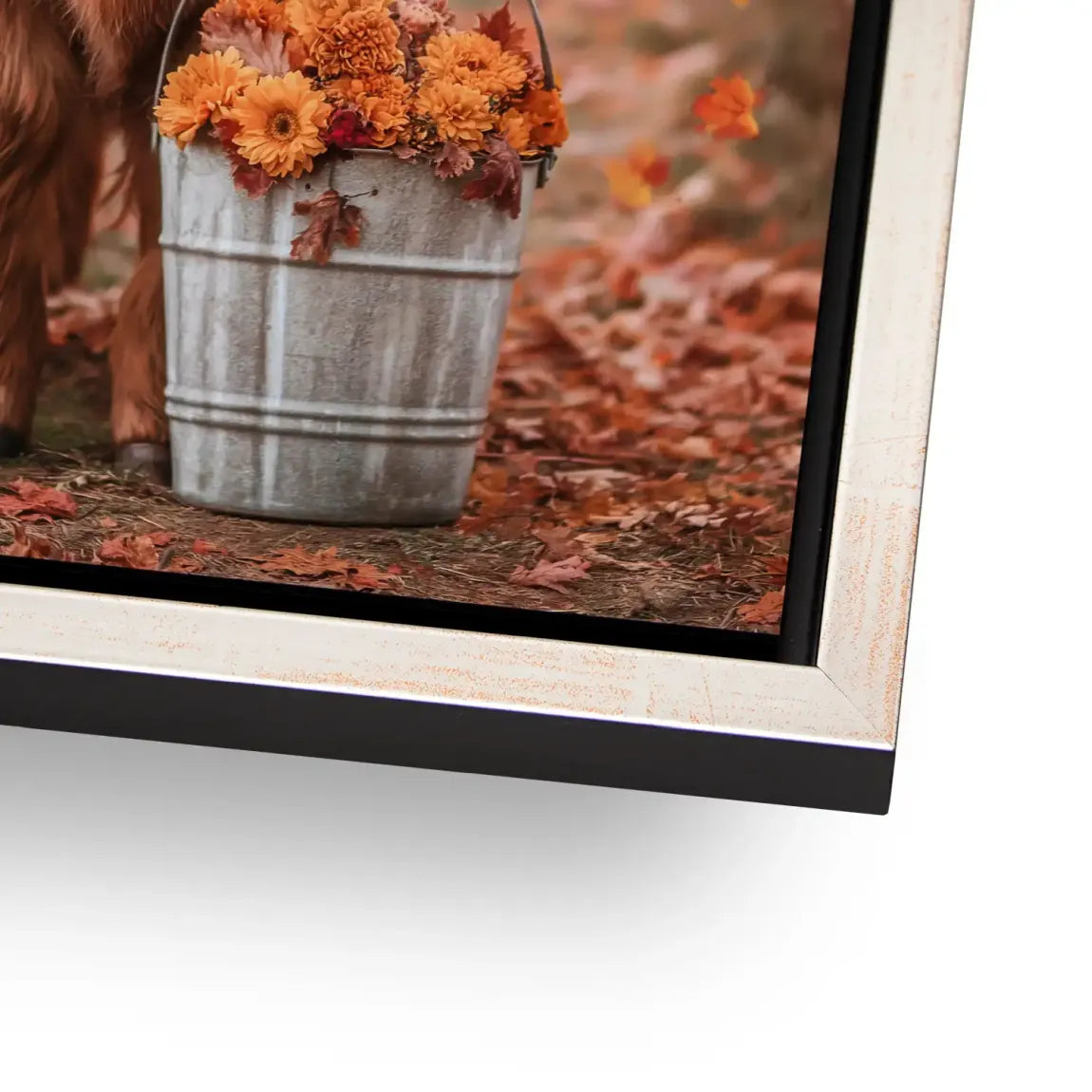 Herbstliebe Highland Alu Dibond Bild