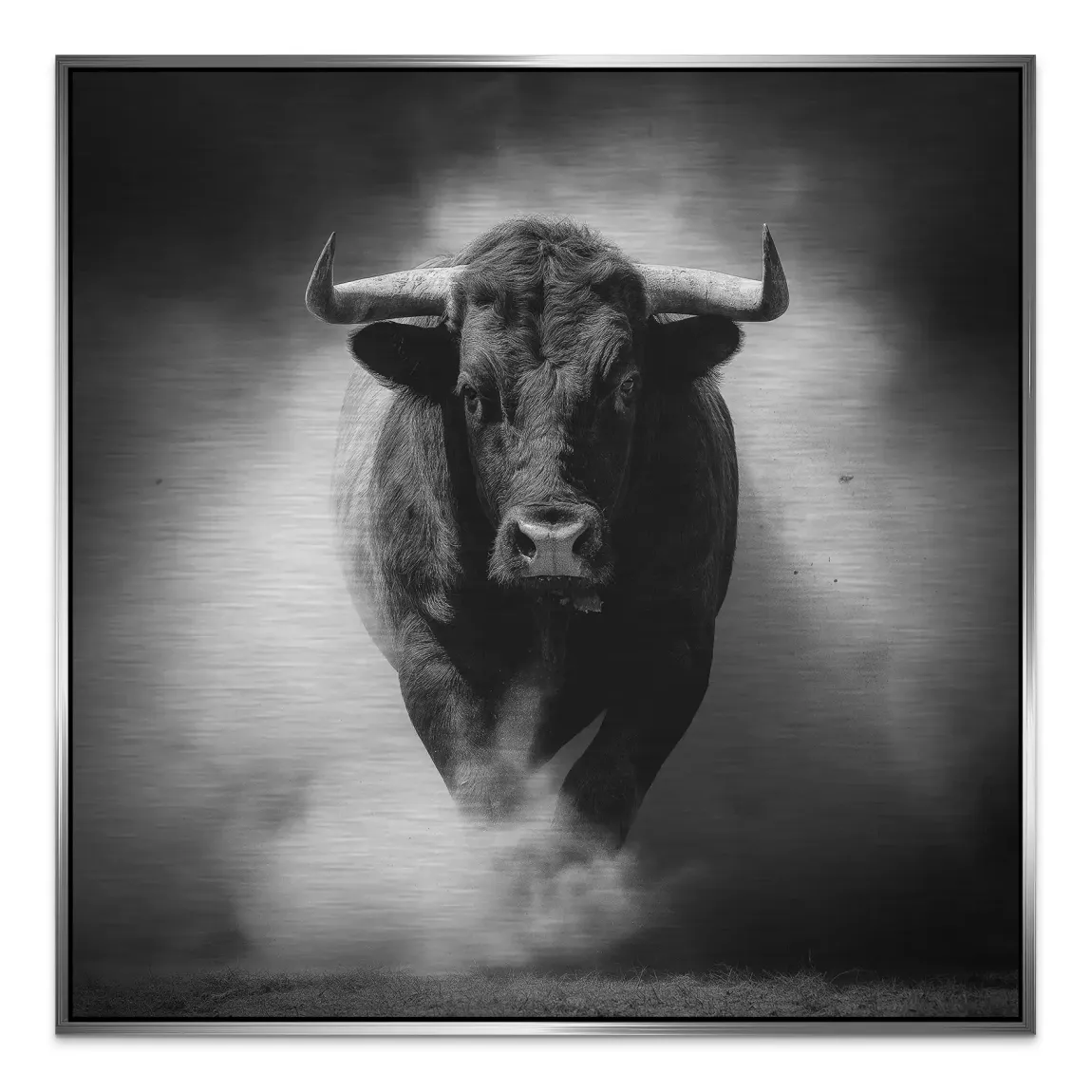 Stier Noir Aluminiumbild gebürstet